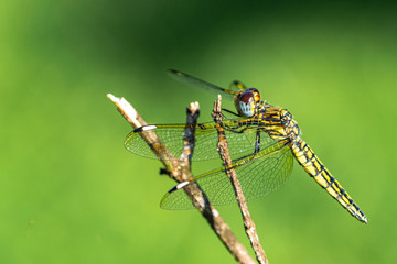 Banded groundling dragonfly (Brachythemis leucosticta) resting on a branch twig, Entebbe, Uganda