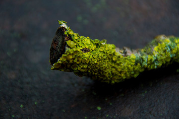 Wild mushrooms, mold grow on a branch