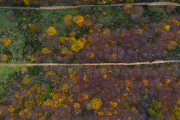 Forêt de Saint Germain en Laye au couleurs de l'automne