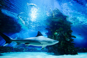 Fototapeta na wymiar The great white shark in the big blue