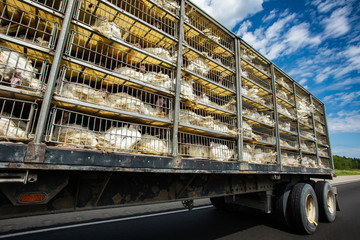 low angle and side view of a transportation turkey truck on the roads, lot of white turkeys in cages, The process of transporting poultry from the farm to the slaughterhouse concept.