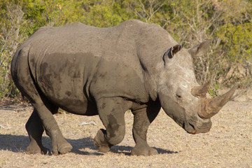 Obraz premium White Rhino, South Africa