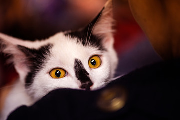 kitten. portrait of funny cat