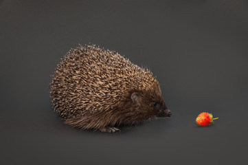 hedgehog and strawberry. isolated on gray background.