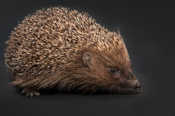 Hedgehog, isolated on black background.