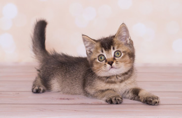 Fototapeta na wymiar Scottish kitten plays on a plain background