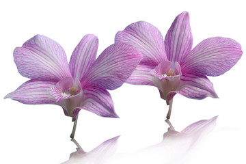 Two orchid flowers placed on a white background with clipping path and leave space.