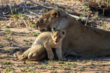 Lion, Sabi Sabi, South Africa