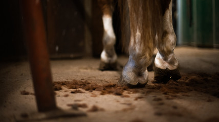 Pferd am Putzplatz von hinten © Talitha