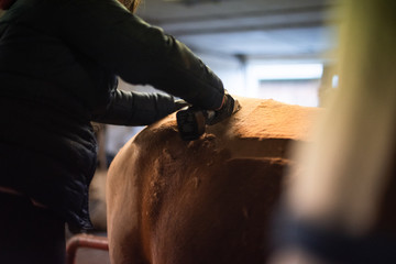 Pferdehintern wird geschoren © Talitha