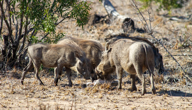 Warthog in South Africa © Vollverglasung