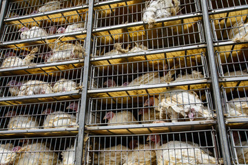 low angle of live white turkeys in transportation truck cages, the process of livestock and transporting poultry from the farm to the slaughterhouse concept.