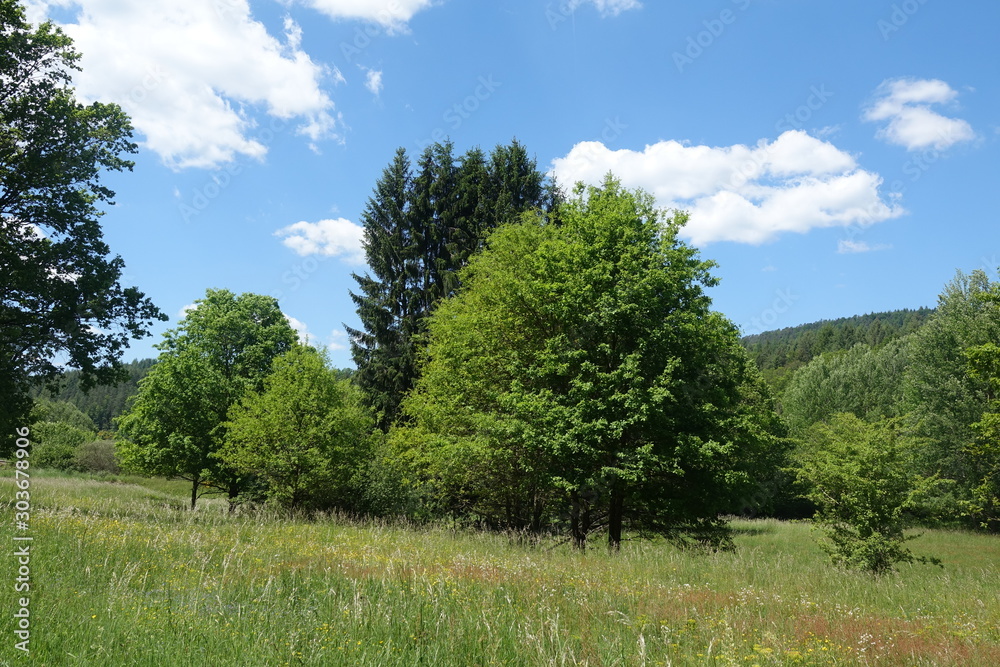 Poster Wiese und Bäume im Pfälzer Wald