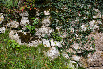 Mauer, Steine, Efeu, Struktur, Textur
