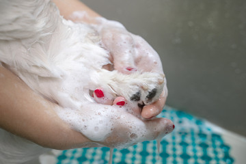 Woman hands with red manicure washing dog paw with shampoo and a lot of foam.