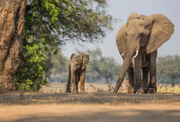 elephant in kruger park