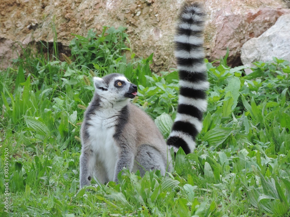 Poster Busy ring-tailed lemur in the middle of a green forest