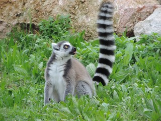 Busy ring-tailed lemur in the middle of a green forest - obrazy, fototapety, plakaty