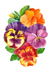 pansies flowers on isolated white background, watercolor hand drawing