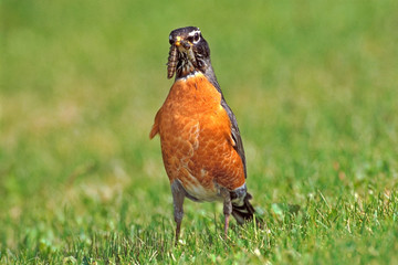 American Robin on grass, holding Caterpillar in beak.