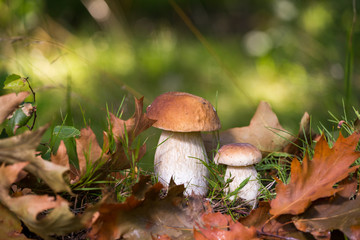 White mushrooms in the woods, on a background of leaves, bright sunlight