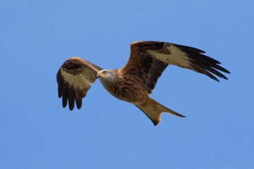 Red Kite (Milvus milvus) in flight