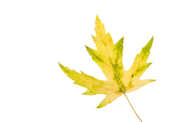 maple leaf. green-yellow. autumn. isolated on white background.