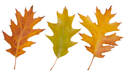 oak leafs. autumn. isolated on white background.
