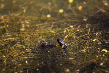 Natrix in water, swamp