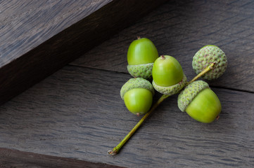 young acorns on bog oak. background. concept: youth and old age.
