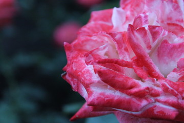Rose with dew