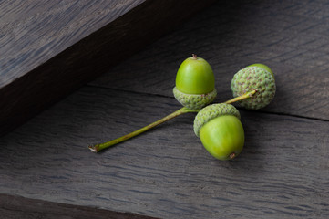 young acorns on bog oak. background. concept: youth and old age.