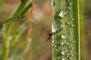Dew on a blade of grass