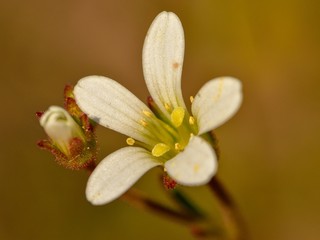 Skalnica ziarenkowata, bylina o białych kwiatach