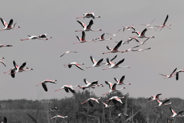 Flamingos at lakes in the dunes, Walvis Bay, Namibia, Africa