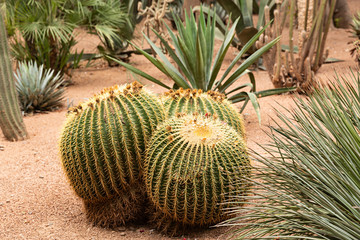 Jard&iacute;n con cactus.
