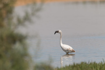 Flamingoes in the lake, Walvis Bay, Namibia, Africa