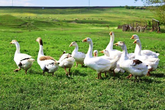 Geese on green grass