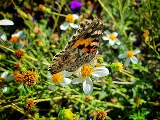 Un papillon pos&eacute; sur une fleur