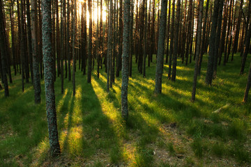 the sun's rays make their way through a forest of young pines