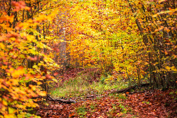 Herbstfarben im Wald