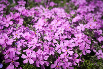 pink flowers growing in natural conditions. background.
