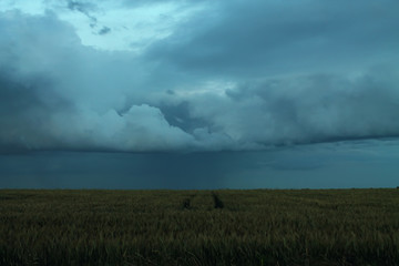 Naklejka na ściany i meble Field of wheat under the stormy skies