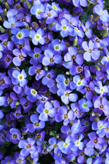 blue flowers growing in natural conditions. background.