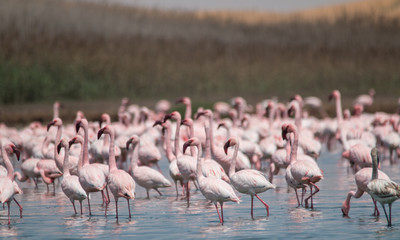 Flamingos at lakes in the dunes, Walvis Bay, Namibia, Africa