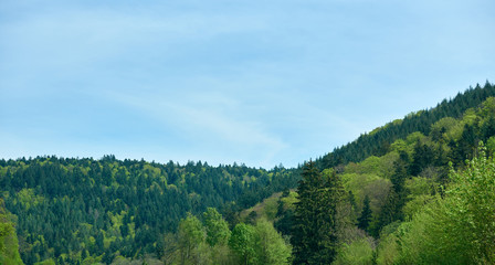 Fototapeta na wymiar Spring landscape with mixed forest on a hill, coniferous trees and deciduous growth together in the forest Schwarzwald, Germany