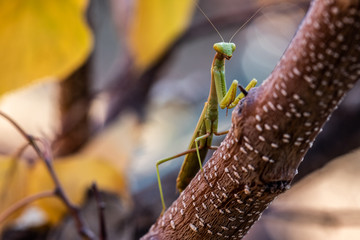Mantis in Autumn leaves