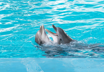Naklejka premium Dolphins. Two bottlenose dolphins in the water