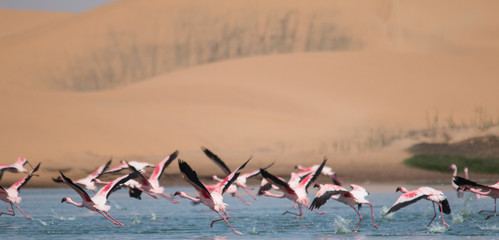 Flamingos at lakes in the dunes, Walvis Bay, Namibia, Africa