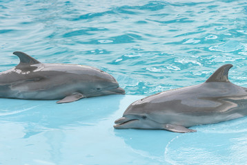 Dolphins. Performance of bottlenose dolphins in dolphinarium